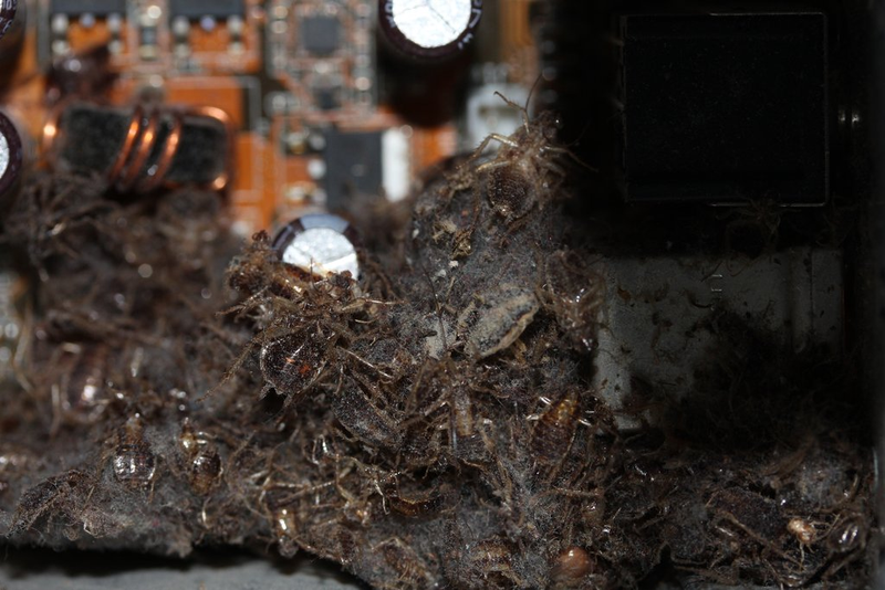 Illustration for article titled Computer Becomes Cockroach Mass Grave + Nightmare Fuel